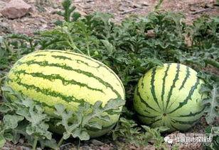 老河口石头瓜今日价格
