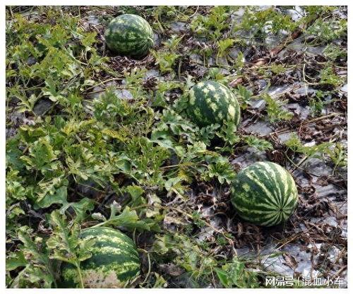 老河口石头瓜今日价格