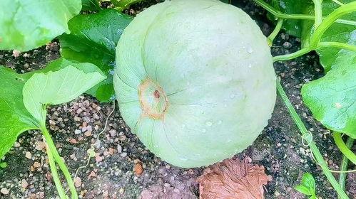 今日瓜种价格,市场行情一览