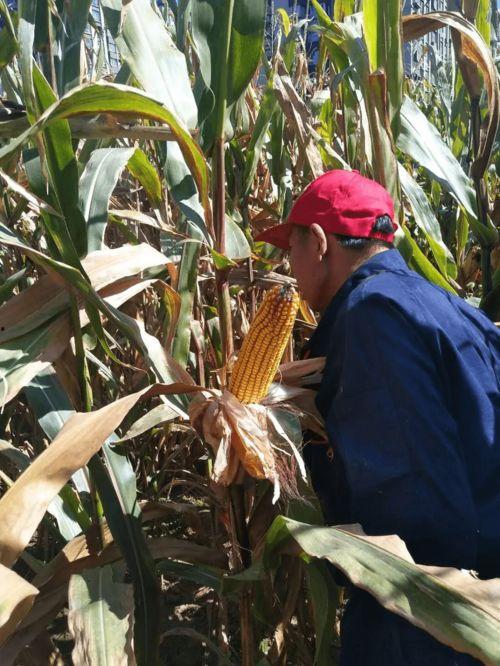 今日大理吊瓜最新批发价,市场行情一览”