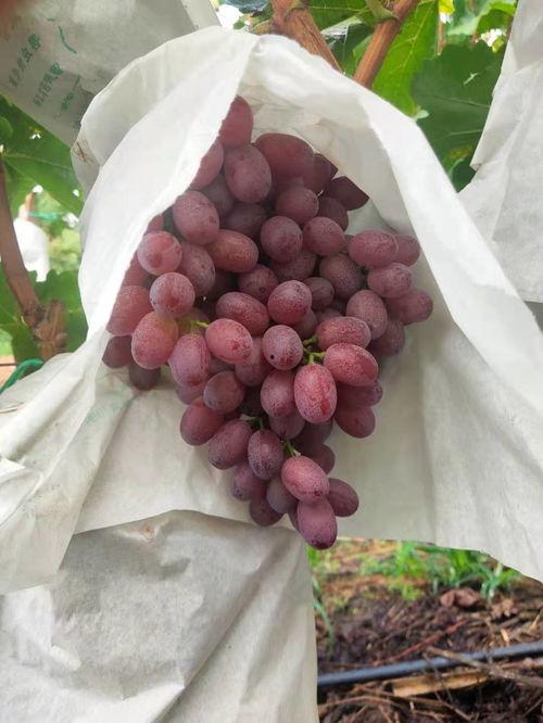 今日大理吊瓜最新批发价,市场行情一览”