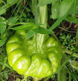 姜柄瓜今日的价格联系方式,联系方式解锁最新行情