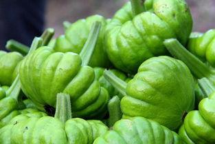 姜柄瓜今日的价格联系方式,联系方式解锁最新行情