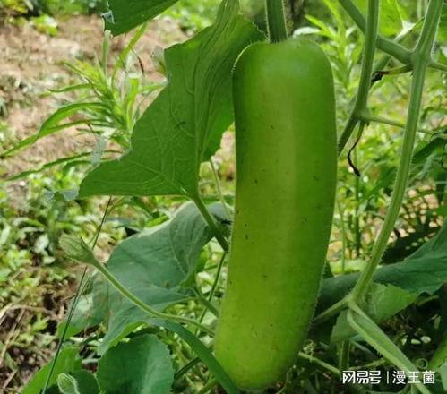 瓠子瓜今日市场价,新鲜资讯一览