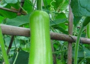 今日徐闻瓠瓜价格行情,今日市场动态一览