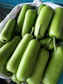 今日徐闻瓠瓜价格行情,今日市场动态一览