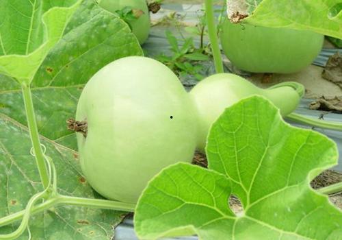 今日徐闻瓠瓜价格行情,今日市场动态一览