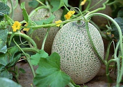新疆今日葫芦瓜收购价格,农民增收可期