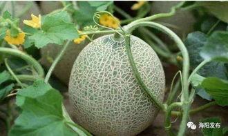 美道家今日活动商品哈密瓜,新鲜哈密瓜，尽享夏日清凉滋味”