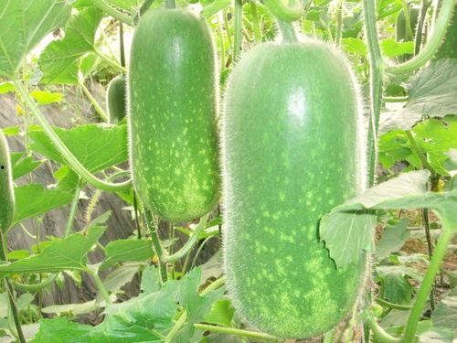 今日吃瓜必吃大瓜图片,吃瓜群众热议的惊天大瓜揭秘