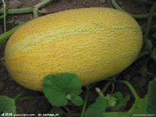 广东哈密瓜今日价,新鲜上市，价格实惠，抢购从速！”