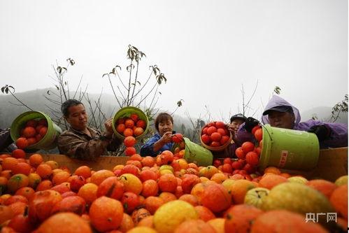 韩寺地爬小吊瓜今日行情,价格波动，市场动态一览”