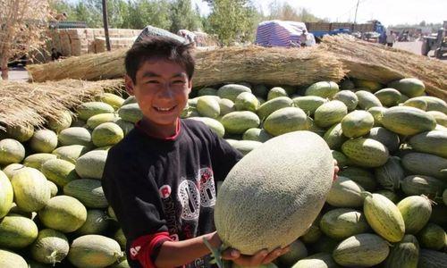 今日分享哈密瓜,哈密瓜的甜蜜诱惑与营养揭秘