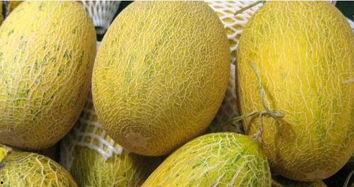 今日分享哈密瓜,哈密瓜的甜蜜诱惑与营养揭秘