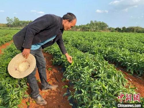 今日海南种什么瓜菜好卖,热门畅销品种推荐