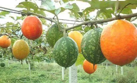 山东今日吊瓜价格表图片,山东今日吊瓜价格行情一览