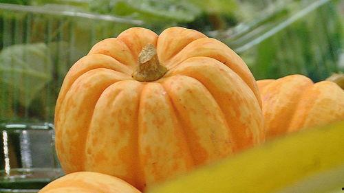 今日小瓜价格,市场行情一览”