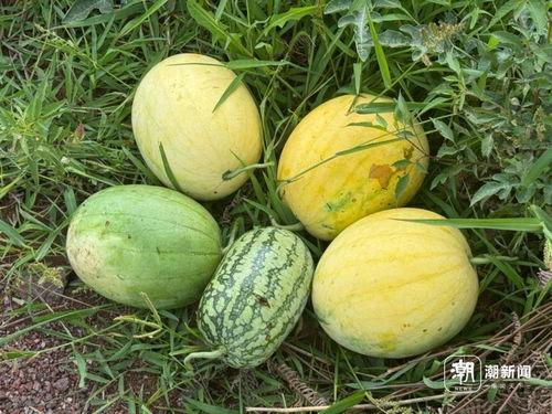 丽水今日吃瓜事件真相,揭秘背后真相与反思