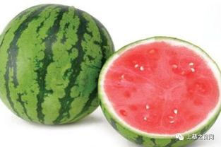 今日麒麟瓜产地报价,今日行情一览，产地价格波动解析”