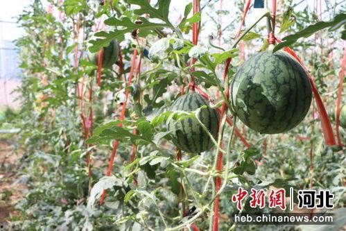 砀山小吊瓜今日行情如何,丰收喜人，价格稳中有升