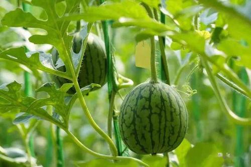 砀山小吊瓜今日行情如何,丰收喜人，价格稳中有升