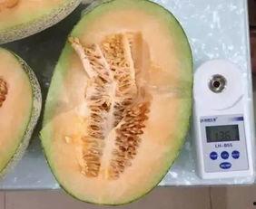 今日到货哈密瓜,尽享夏日清凉美味